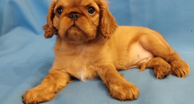 king charles spaniel