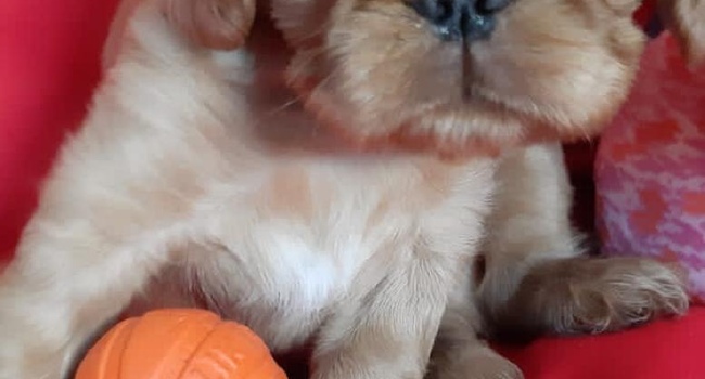 king charles spaniel