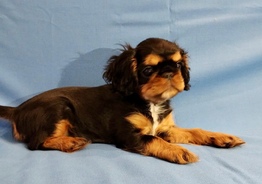 king charles spaniel