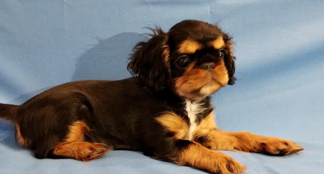 king charles spaniel