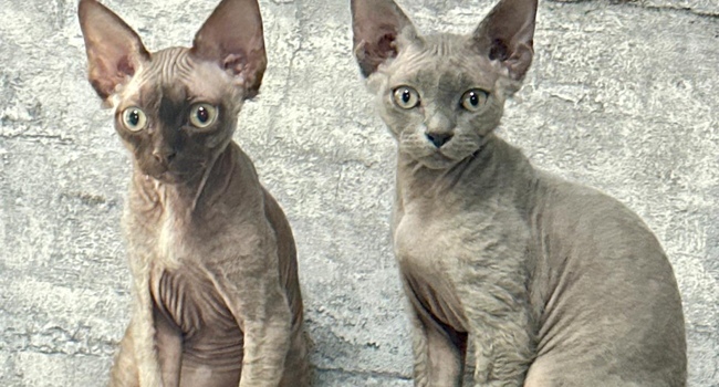 Devon Rex salle