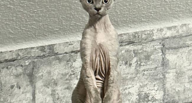 Devon Rex salle