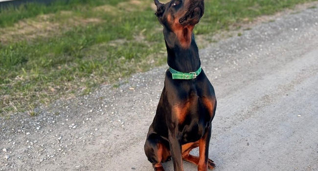 Doberman female