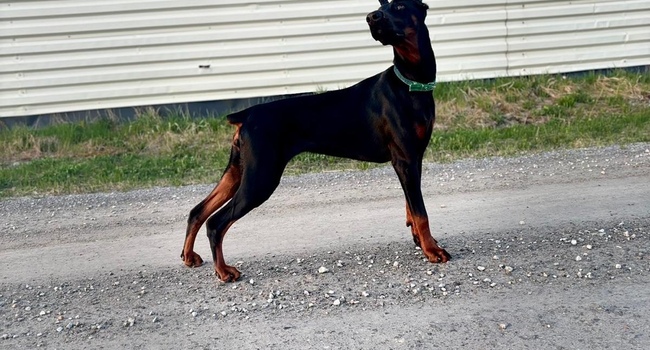 Doberman female