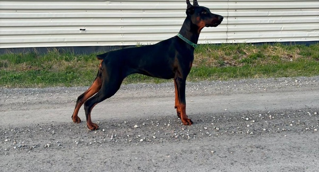 Doberman female