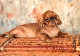 Book Charles Spaniel Mädchen zu verkaufen