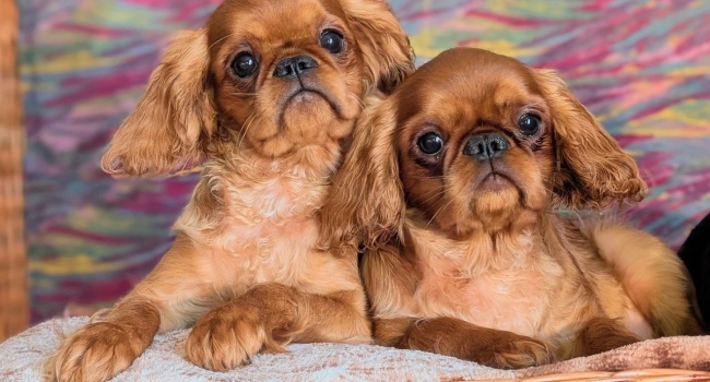 Book Charles Spaniel Mädchen zu verkaufen