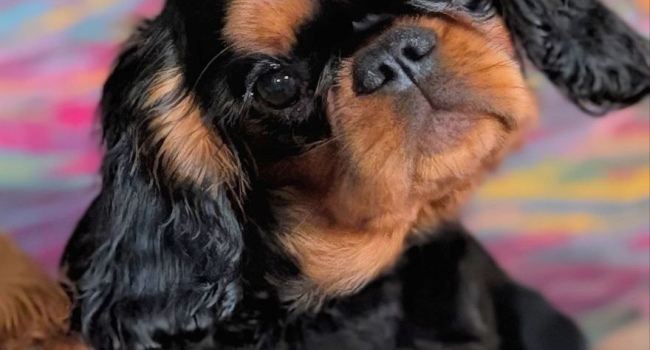 Book Charles Spaniel Mädchen zu verkaufen
