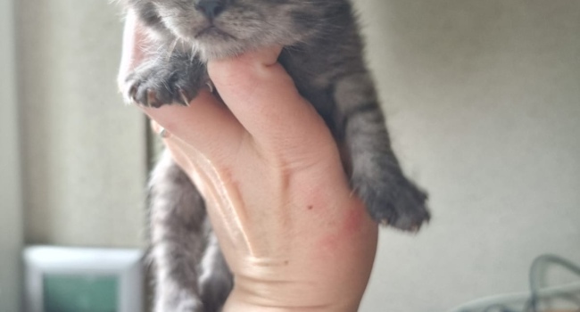 Отдам котят недорого