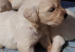 Golden Retriever Welpen